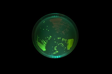 Petri dish of bacteria expressing fluorescent proteins under blue light; E. coli expressing GFP,...