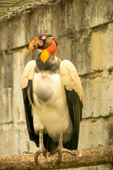 King Vulture