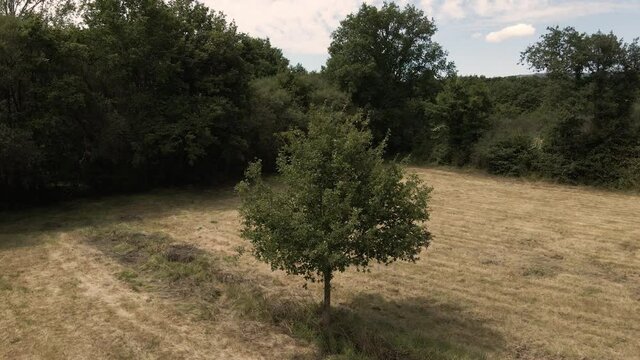 Giro alrededor de un &aacute;rbol en un descampado con pacas de paja