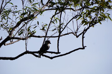 Kookaburra in tree 