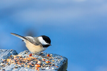 Feeding Chickadee © Tracy