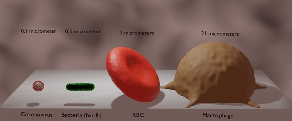 particles in size: coronavirus, bacteria, rbc, and wbc in 3d illustration