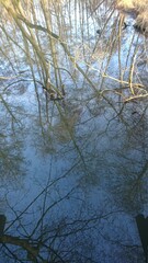 Auf dem Wasser spiegelnde Bäume