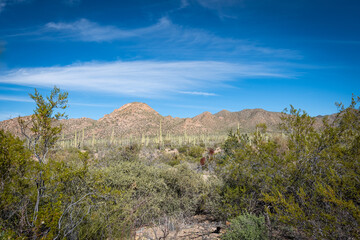 The ineffable beauty of the Desert