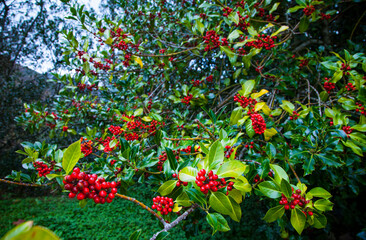 Acebo, Bosque Atlántico, Reserva Integral de Muniellos, Asturias. Forest. Muniellos Natural Reserve. Asturias. Spain