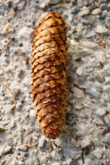 Macro photography of cone on stone path