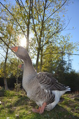 Giant grey and white Toulouse goose walking in farm yard with bright sunspot.