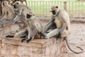 Northern Plains Grey Langur (Semnopithecus entellus), Chittorgarh, Rajasthan, India