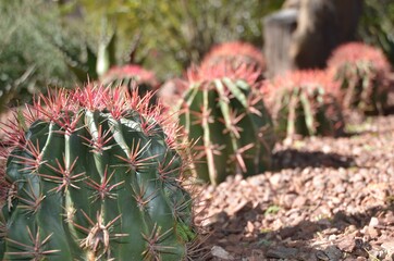 Close up of red-spines on a Mexican Fire Barrel Cactus, with others slightly blurred in the background. 