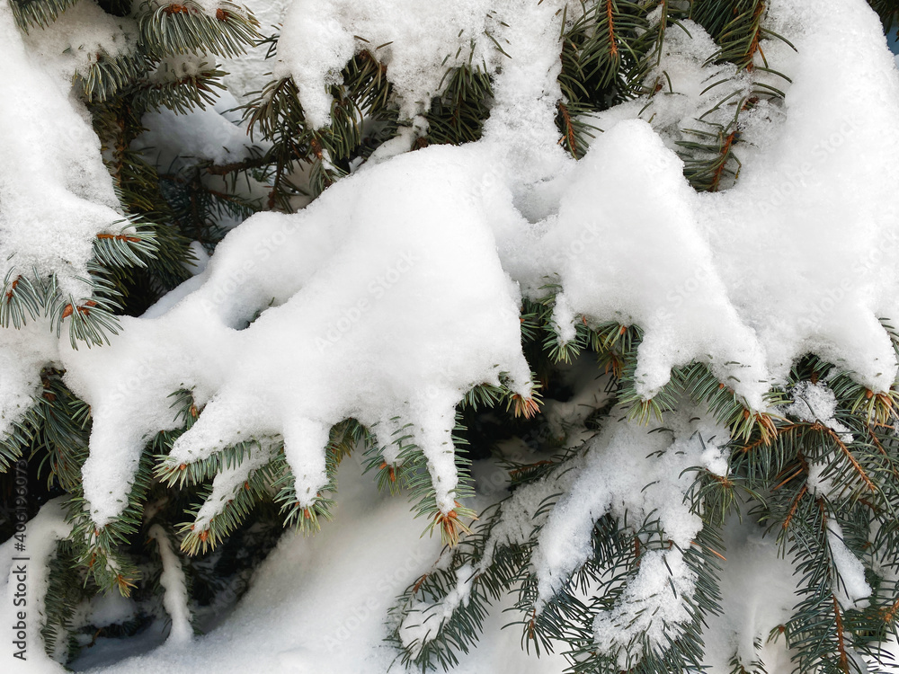Poster beautiful winter coniferous forest with trees covered frost and snow close up. nature winter backgro