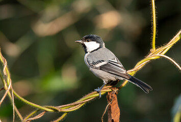 Fototapeta premium A great tit perched on a branch inside an arid jungles on the outskirts of bangalore
