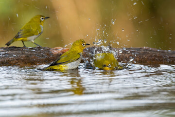 Oriental white eye birds taking bath at the edge of a bird bath in the arid jungles on the outskirts of Bangalore