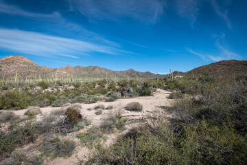 Fototapeta na wymiar Saguaro Desert