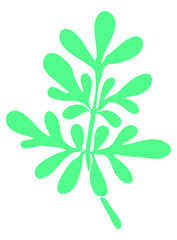 Branch blue of the medicinal plant Ruta fragrance