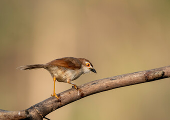 Fototapeta premium An yellow-eyed babbler perched on a small tree branch in the arid jungles on the outskirts of Bangalore
