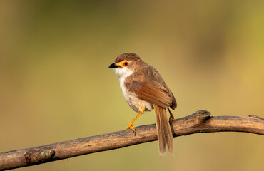 An yellow-eyed babbler perched on a small tree branch in the arid jungles on the outskirts of Bangalore
