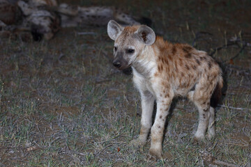 Tüpfelhyäne / Spotted Hyaena / Crocuta crocuta.