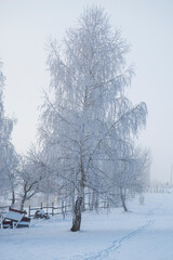 Winter fresh snow covered trees
