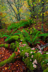 Bosque Atlántico, Reserva Integral de Muniellos, Asturias.  Forest. Muniellos Natural Reserve. Asturias. Spain