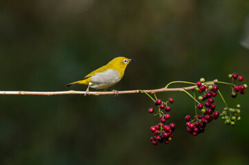 Oriental white eye birds sitting on a small twig in the bushes and waiting for their turn to eat fruits in the outskirts of bangalore