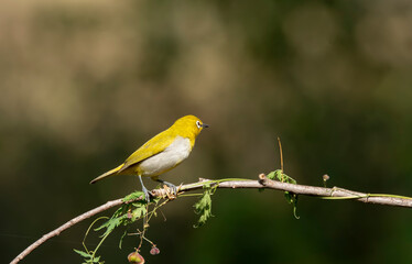 Oriental white eye birds sitting on a small twig in the bushes and waiting for their turn to eat fruits in the outskirts of bangalore
