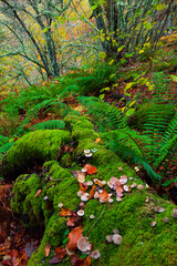 Bosque Atlántico, Reserva Integral de Muniellos, Asturias.  Forest. Muniellos Natural Reserve. Asturias. Spain