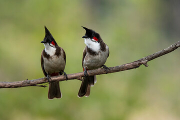 A red-whiskered bulbul perched on a branch in the arid jungles on the outskirts of Bangalore and...