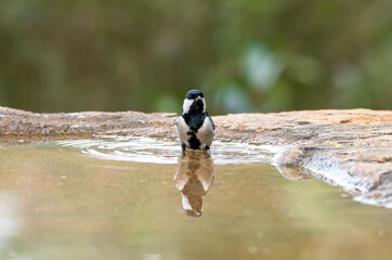 Obraz na płótnie Canvas A great ti bird taking a bath in the bird bath inside an arid jungles on the outskirts of Bangalore