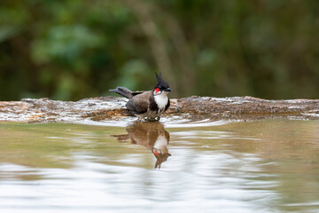 A red-whiskered bulbul enjoying a bath in a bird bath in the arid jungles on the outskirts of...