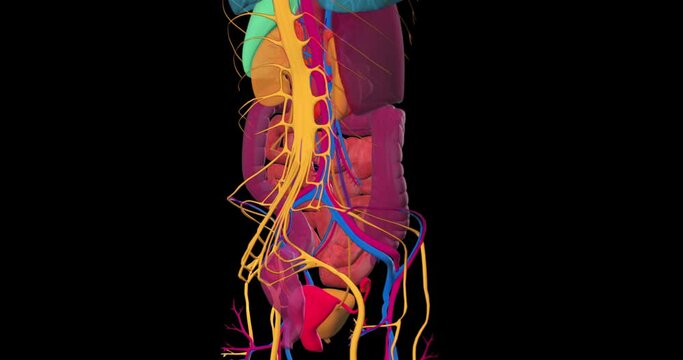 Human anatomy, fly through the internal organs of a female body, including the cardiovascular system and nervous system. Neon colorful 3d animation