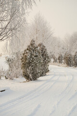 Winter fresh snow covered trees
