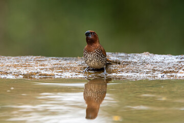 A scaly breasted munia taking a bath in a bird bath with its reflection in the water inside the arid jungles on the outskirts of bangalore