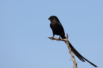 Schachwürger / Long-tailed shrike - Magpie shrike / Lanius schach.