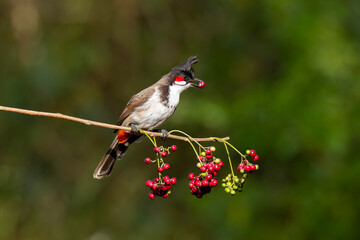 A red-whiskered bulbul perched on a branch in the arid jungles on the outskirts of Bangalore and...