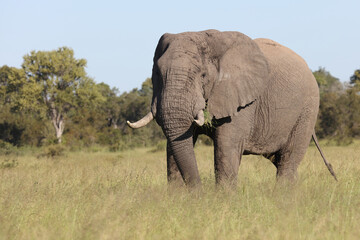 Obraz premium Afrikanischer Elefant / African elephant / Loxodonta africana