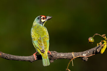 A coppersmith barbet perched on a tree with berries in its beak in the arid jungles on the outskirts of bangalore