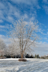 Frosted Tree in a Winter Landscape Scene