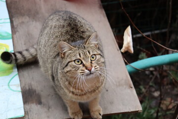 cat playing on the street