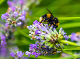 A bumble bee extracting pollen on a Lavendar flower in a garden in Market Harborough, UK in summertime