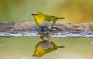 Oriental white eye birds taking bath at the edge of a bird bath in the arid jungles on the outskirts of Bangalore