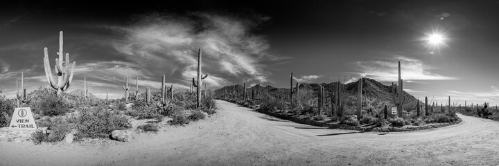 Saguaro Desert