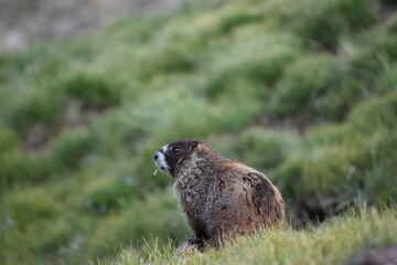 Marmot Wheeler Peak New Mexico 2019