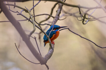 Close up of Kingfisher perched on branch against blurred background