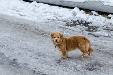 A stray dog walks in the snow. The yard dog. Abandoned pet.