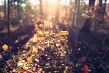 Close-up of colorful glowing leaves in the woods in Autumn