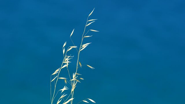 time lapse plant grass green sky nature bamboo leaf isolated herb summer branch field white leaves blue stem wheat plants rosemary food seed tree spring flower cereal