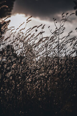 flores al atardecer 2