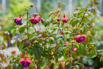 Fuchsia flowers covered with raindrops on the background of vases in a flower shop.