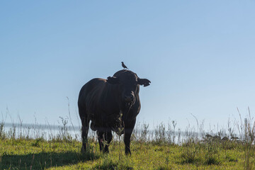 Aberdeen Angus bull in a livestock farm