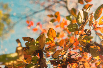 Brilliant red black gum leaves in a  forest in the Fall
